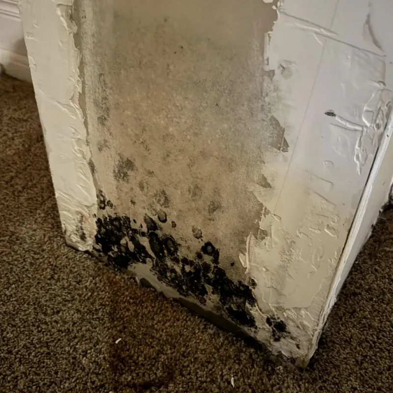 Professional Mold Removal in Corry, PA
